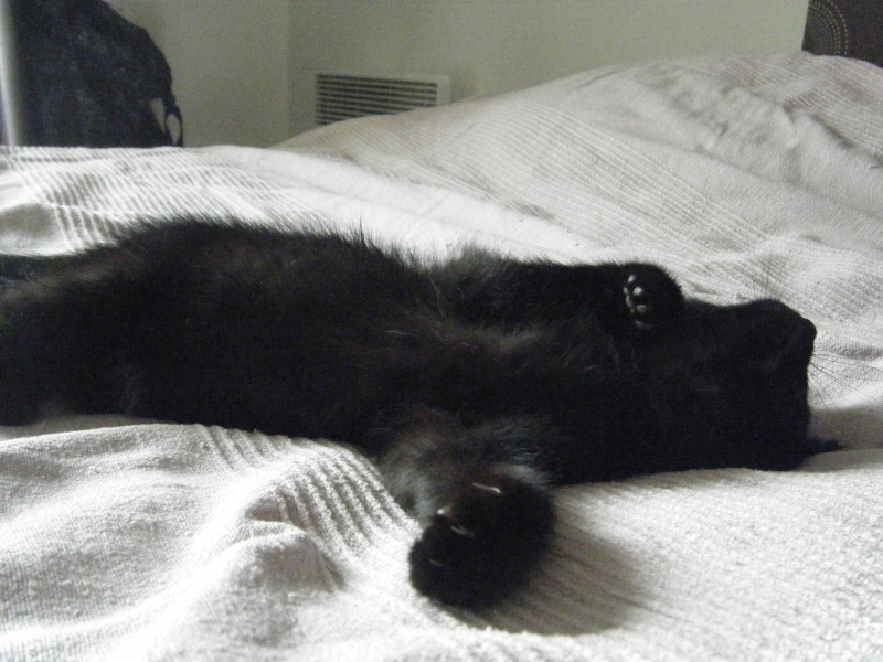 Loras chaton noir né vers le 10 octobre 2014 Loras510