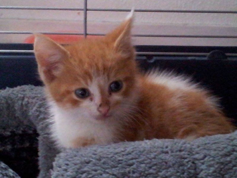 Pâtisson, chaton roux et blanc né début septembre 2014 Patiss12