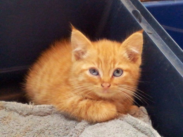 Potiron, chaton roux né début septembre 2014  Potiro10
