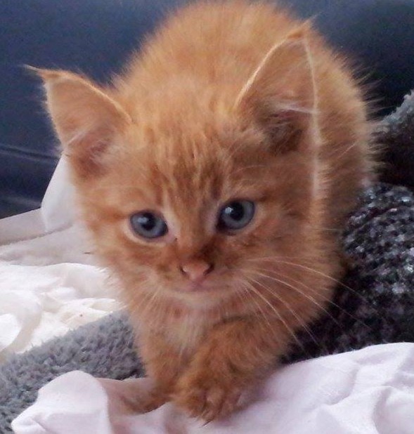 Potiron, chaton roux né début septembre 2014  Potiro12