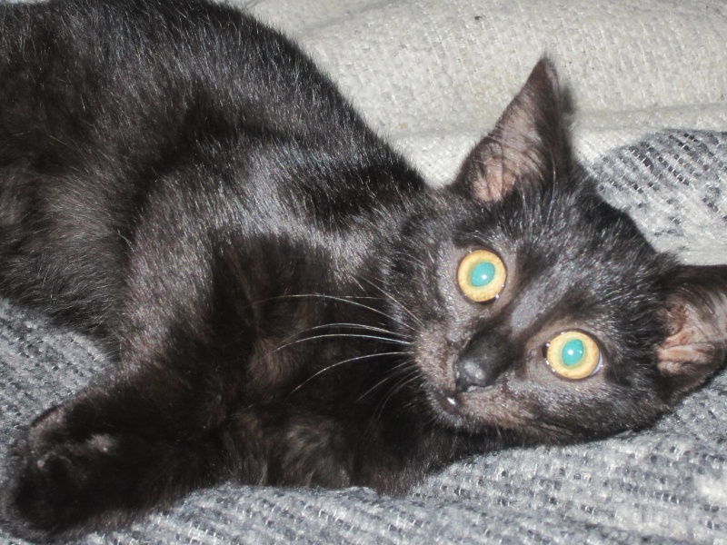 Galibo ( Pringles ), chaton noir, né mi-juillet 2014. Pringl10