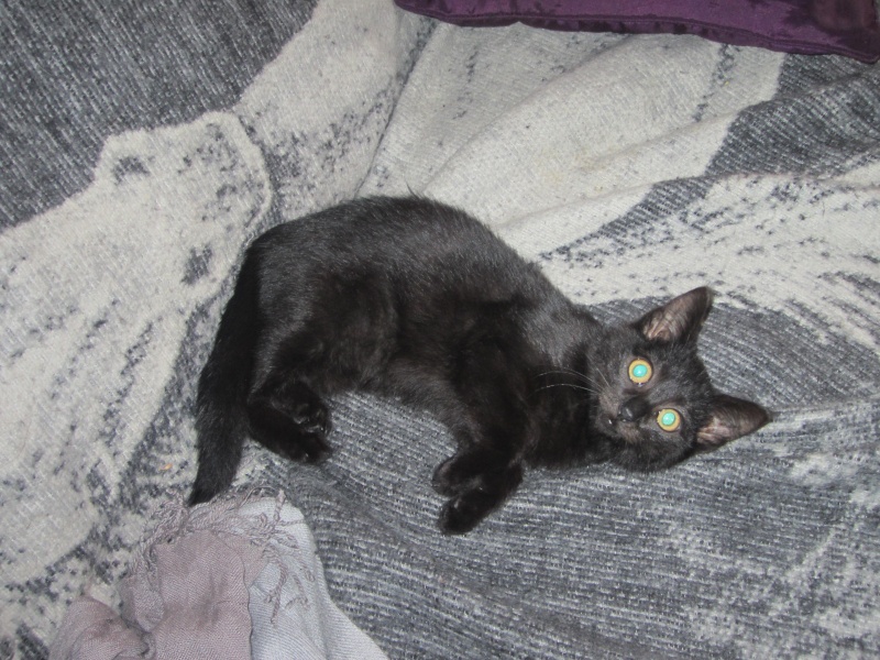 Galibo ( Pringles ), chaton noir, né mi-juillet 2014. Pringl11