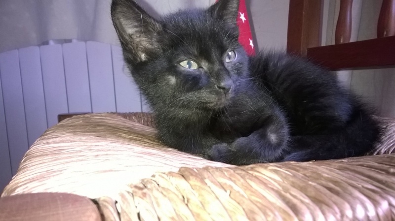Magic / Milou, gentil chaton né debut juin 2014 (adopté) Wp_20117