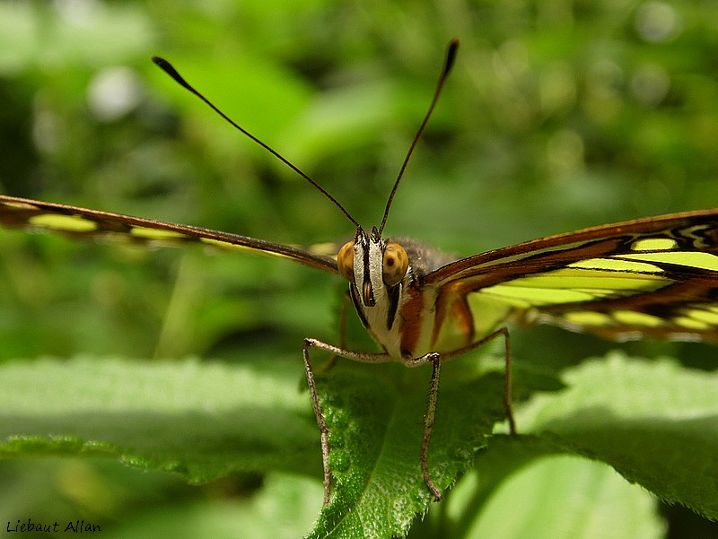 Un Papillon... Sam_2010