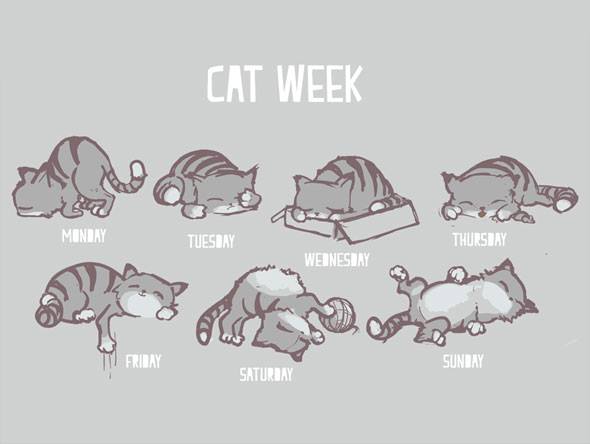 Gattilicious =^.^= - Pagina 3 10452310