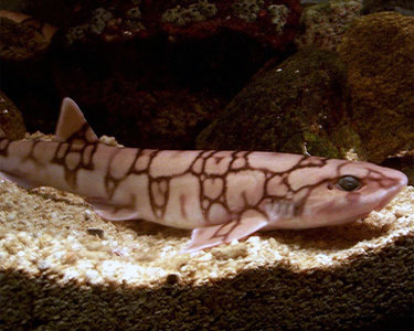 Fiche Espece Roussette Maille Ou Requin Chat Chainee Fiche Espece Roussette Maille Ou Requin Chat Chainee