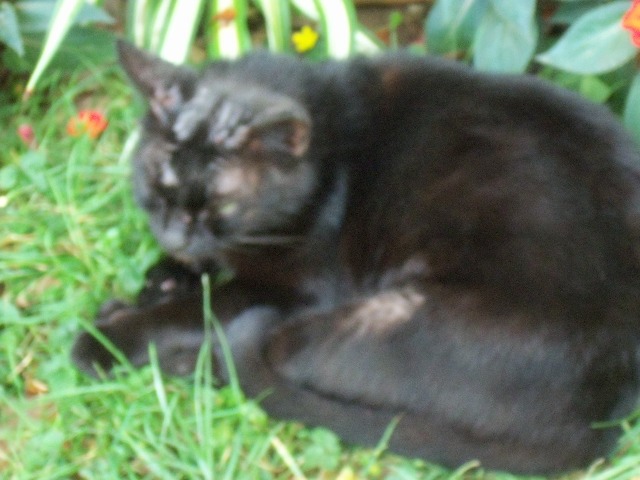 Besoin D Aide Pour Un Petit Chat Noir Errant