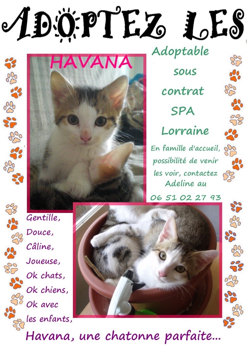 Chipie et Havana 2 belles chatonnes né le 15 avril 2012, en FA - SLPA Amance  Adopte12