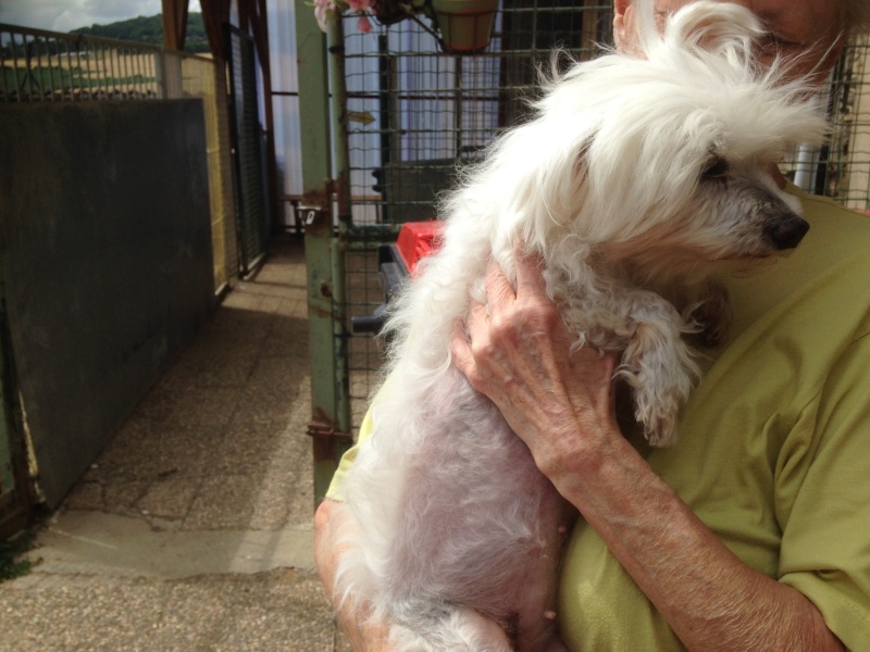 Betty, petite bichon, SLPA Amance Photo_13