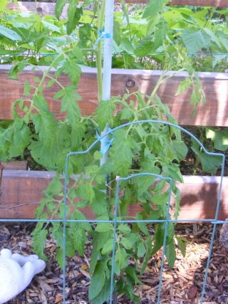 PNW Tomato Tuesday 2013 - Page 3 Dscf0018