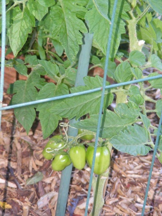 PNW Tomato Tuesday 2013 - Page 3 Dscf0019