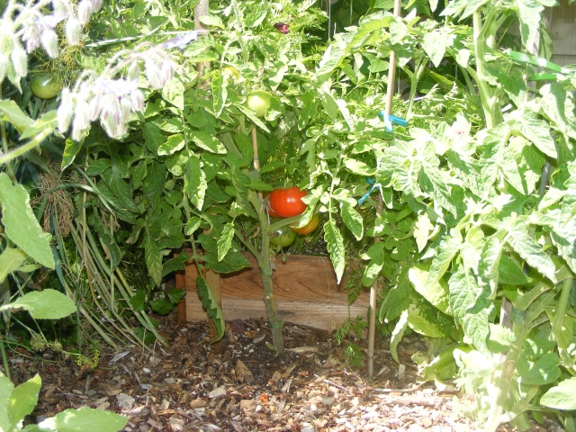 PNW Tomato Tuesday 2013 - Page 4 Dscf0027