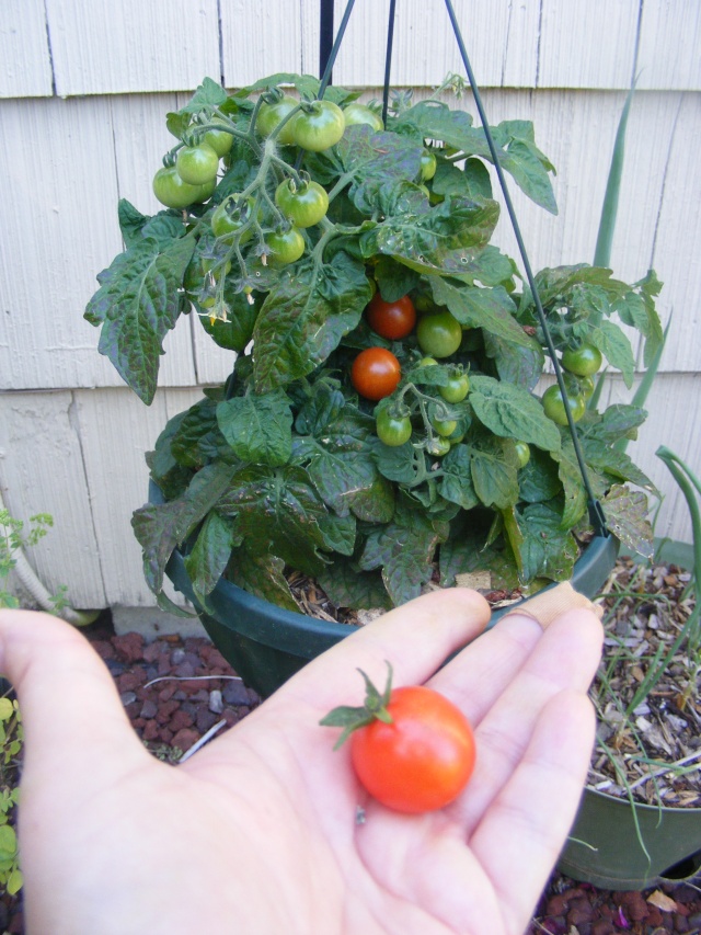 PNW Tomato Tuesday 2013 - Page 4 Dscf0028