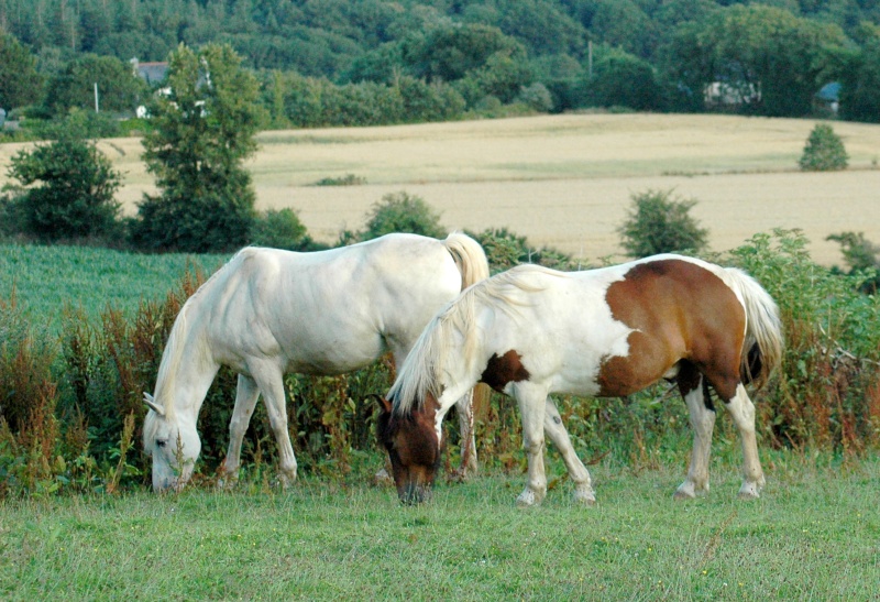 Mes loulous en mode repos  (Shooting photo ) - Page 32 14071325