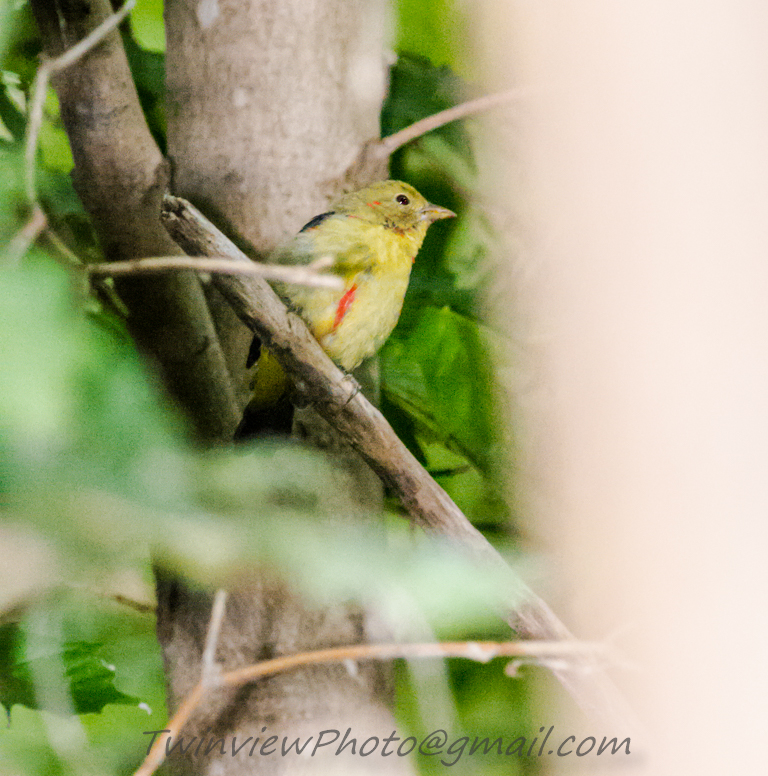 oiseau inconnu 002_2410