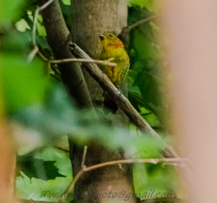 oiseau inconnu 002_2411