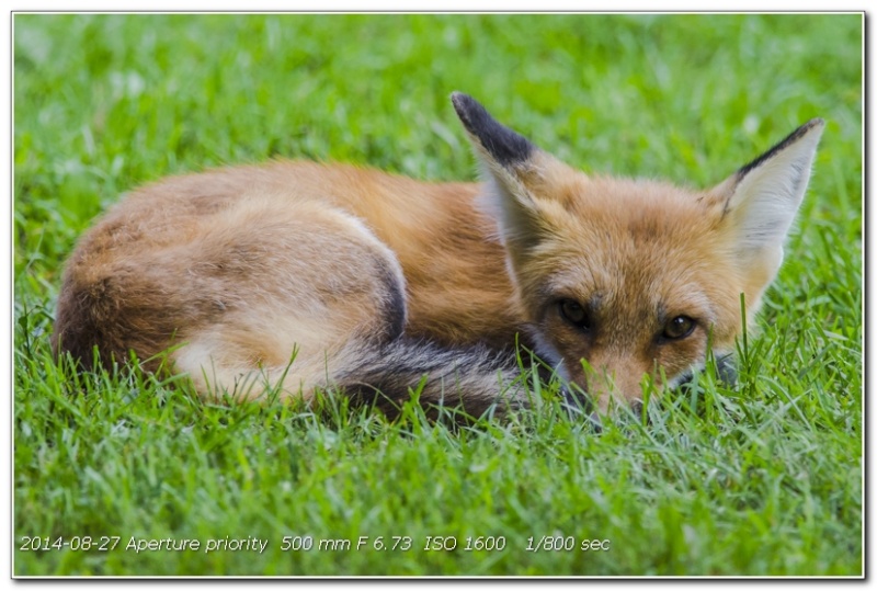 Des nouvelles du petit renard à 3 pattes du jardin 106_0211