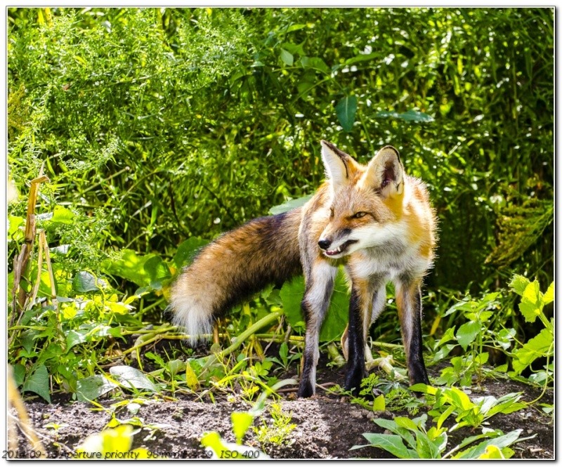 Et le renard prévient _1061510