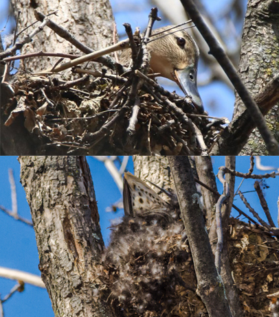 canard femelle (couve dans un arbre) Canard10