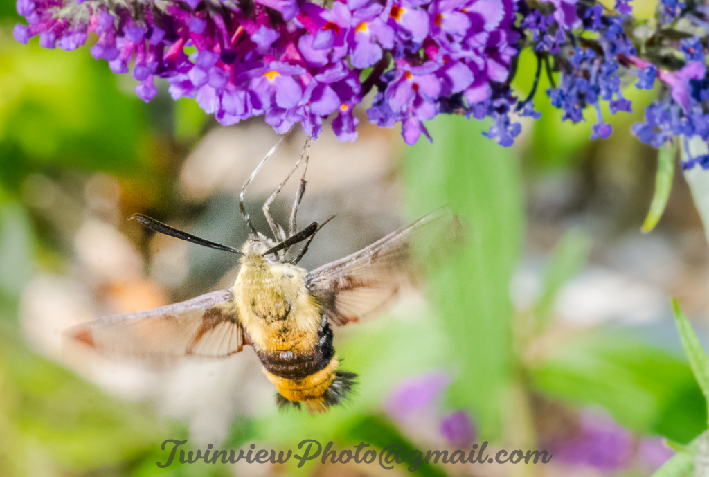 Papillon Sphinx Dsc_0510