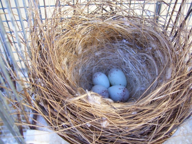 Photos des œufs de nos oiseaux d'élevage Linott10