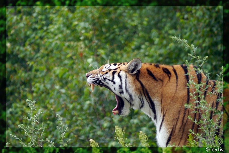 Zoo sauvage de St Félicien, Québec Sourir11