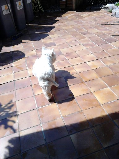 FASTOCHE femelle westie de 3 ans  - Page 12 23aout10