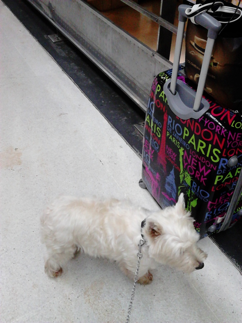 FASTOCHE femelle westie de 3 ans  - Page 5 Paris_12