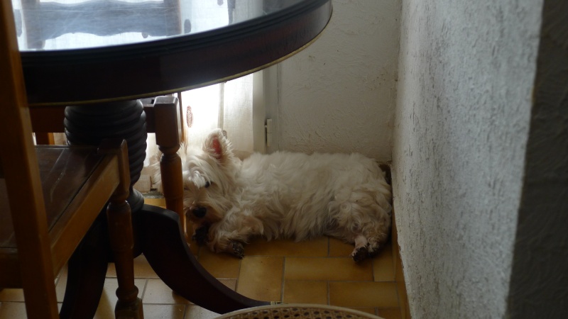 FASTOCHE femelle westie de 3 ans  - Page 13 Valse_10