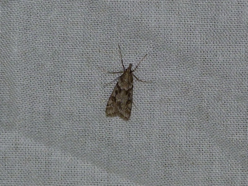 [Eudonia angustea] Eudonia alpina ?? 217