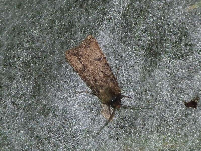 Idaea - Confirmation??? : Mesapamea, Agrotis segetum, Diarsia brunnea, Idaea aversata Agroti10