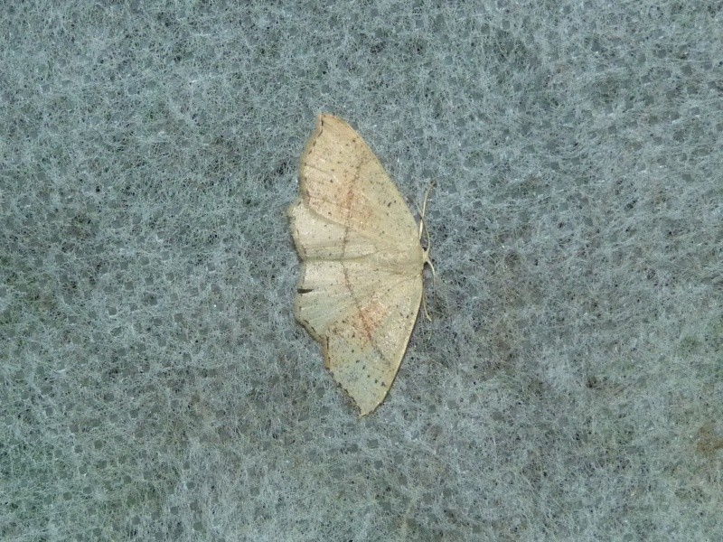 Macros Plumelec 4 sept : Aplocera efformata, Mythimna sp, Cyclophora punctaria Cyclop12