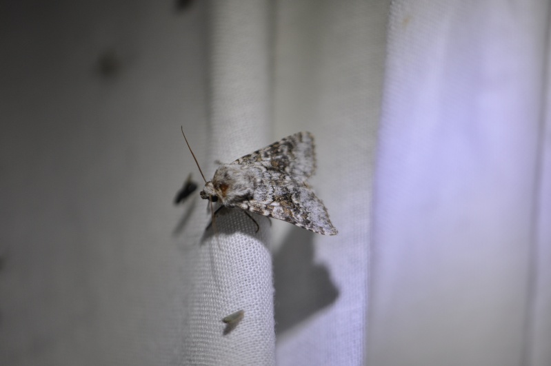 eupithecia - Soirée à Guehenno : Caradrina morpheus, Cryphia algae, Eupithecia à confirmer, Furcula furcula, Lacanobia splendens, Hecatera bicolorata, Mesoligia furuncula, Zanclognata tarsipennis, Pyropteron Chrysidiforme, Gastropacha quercifolia Luperi10