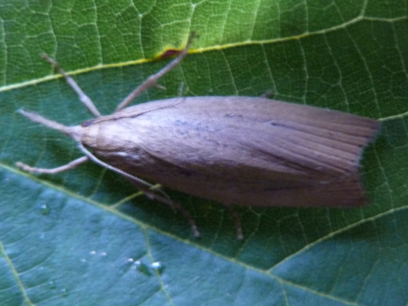 Bindre le 23 juillet les micros : Brachylomia viminalis, Hypsopygia costalis, Schoenobius gigantella, Paraponyx stratiotata Schoen10