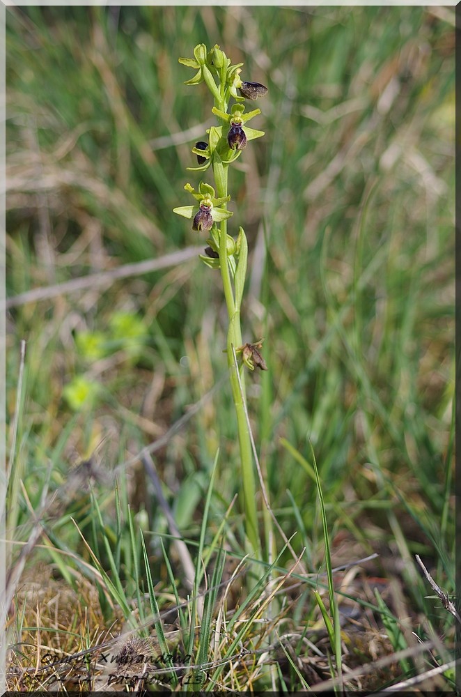 Ophrys lutea × passionis Imgp7011