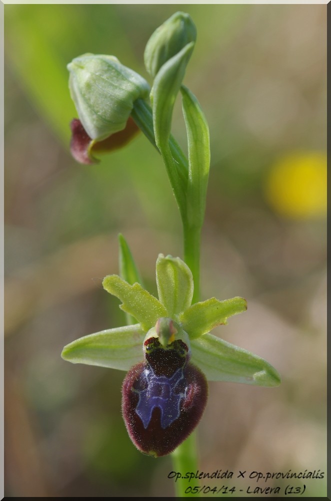 Ophrys provincialis X splendida Imgp7311