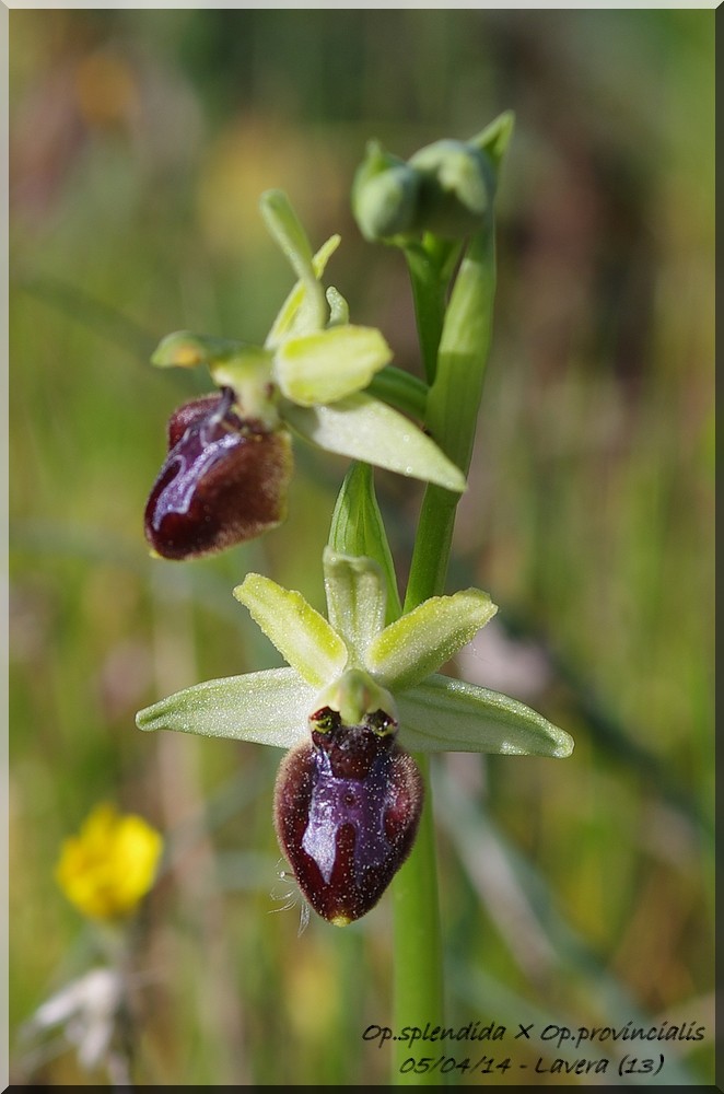 Ophrys provincialis X splendida Imgp7312