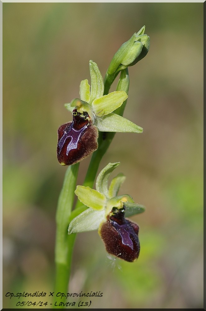 Ophrys provincialis X splendida Imgp7313