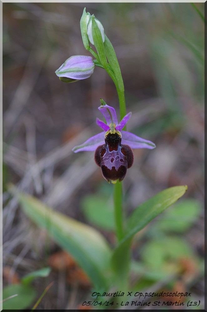 Ophrys bertolonii bertolonii ("aurelia")  × pseudoscolopax Imgp7316