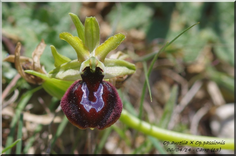 Ophrys bertolonii bertolonii ("aurelia") × passionis Imgp7610