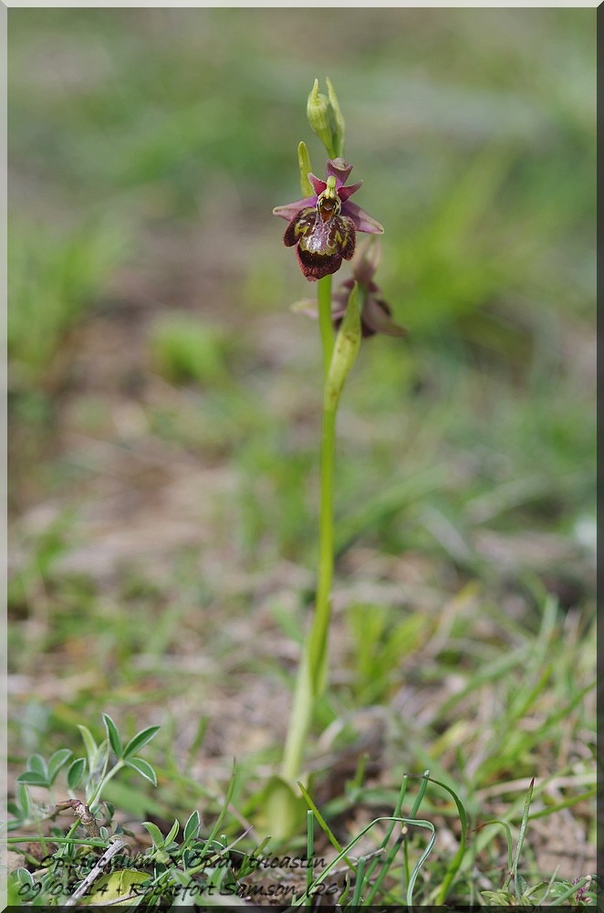 Ophrys fuciflora (SL) X speculum Imgp9412