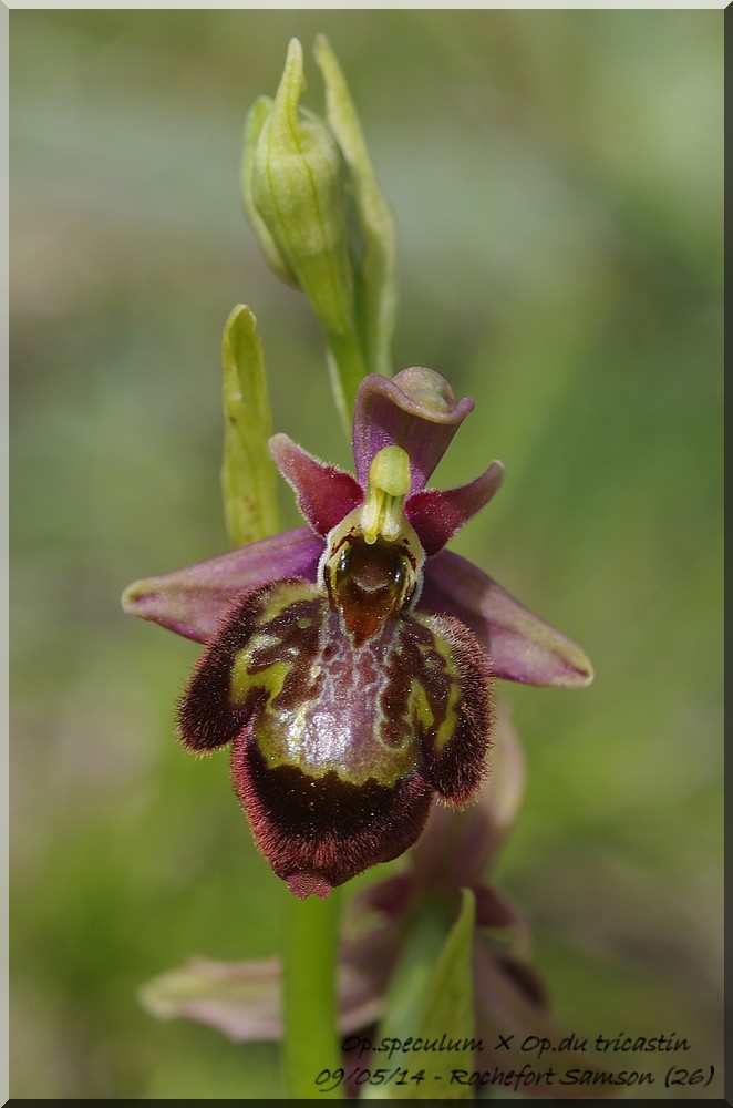 Ophrys fuciflora (SL) X speculum Imgp9414