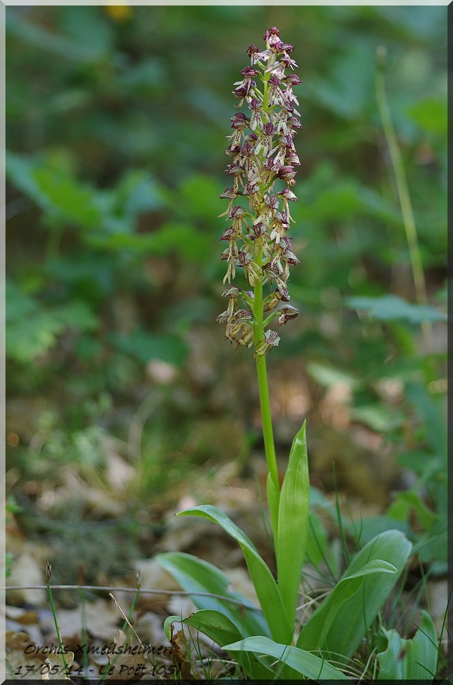 Orchis anthropophora × purpurea (Orchis ×meilsheimeri) Imgp9710