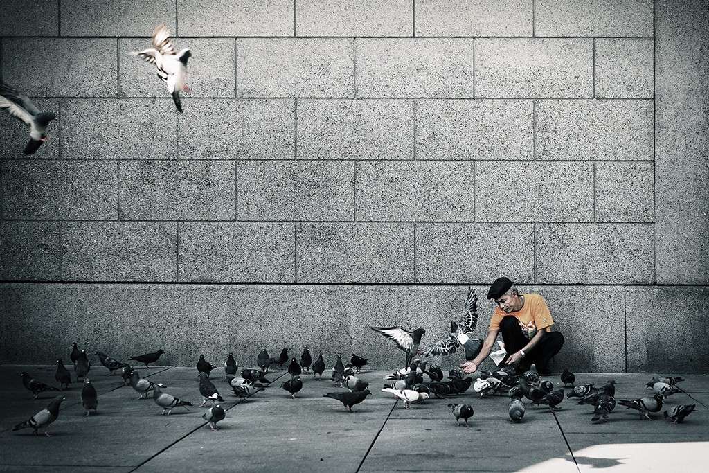 L'homme et les pigeons P1250310