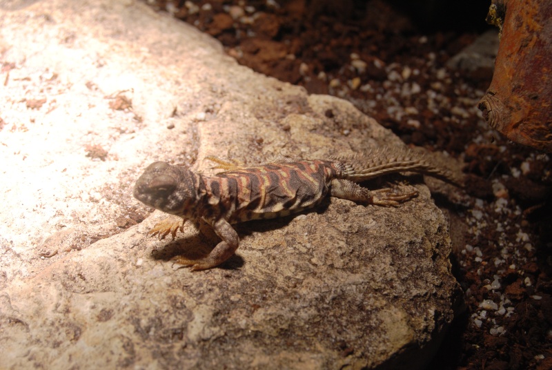 Uromastyx ornata Dsc_1414