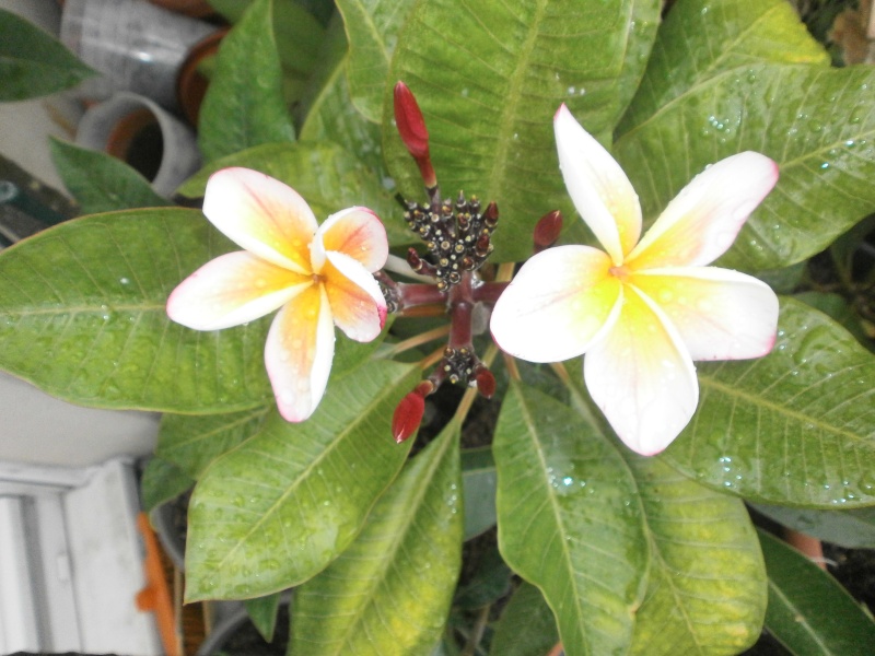 1ere floraison plumeria P6290111