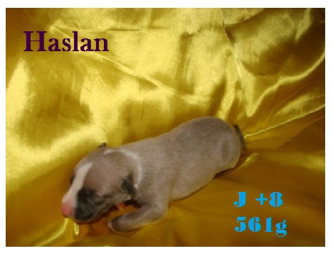 Chiot Whippets Haslan11