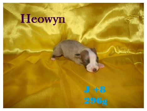 Chiot Whippets Heowyn12