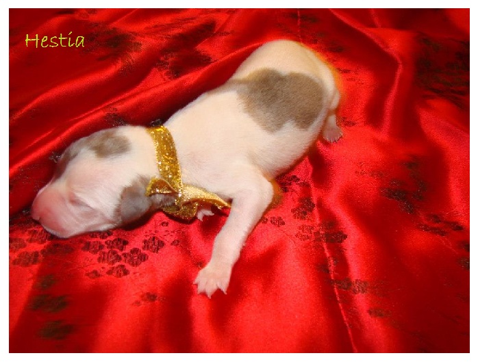 Chiot Whippets Hestia10