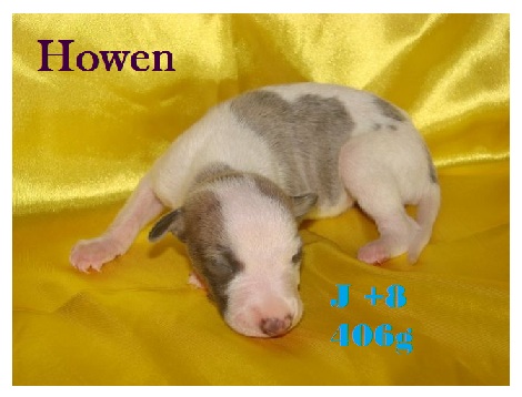 Chiot Whippets Howen210